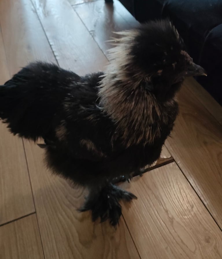 Black partridge silkie male hand reared