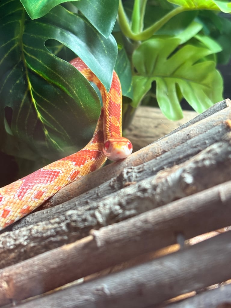 image for Corn snake 
