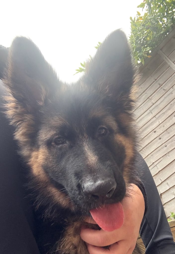 GSD puppy (F)