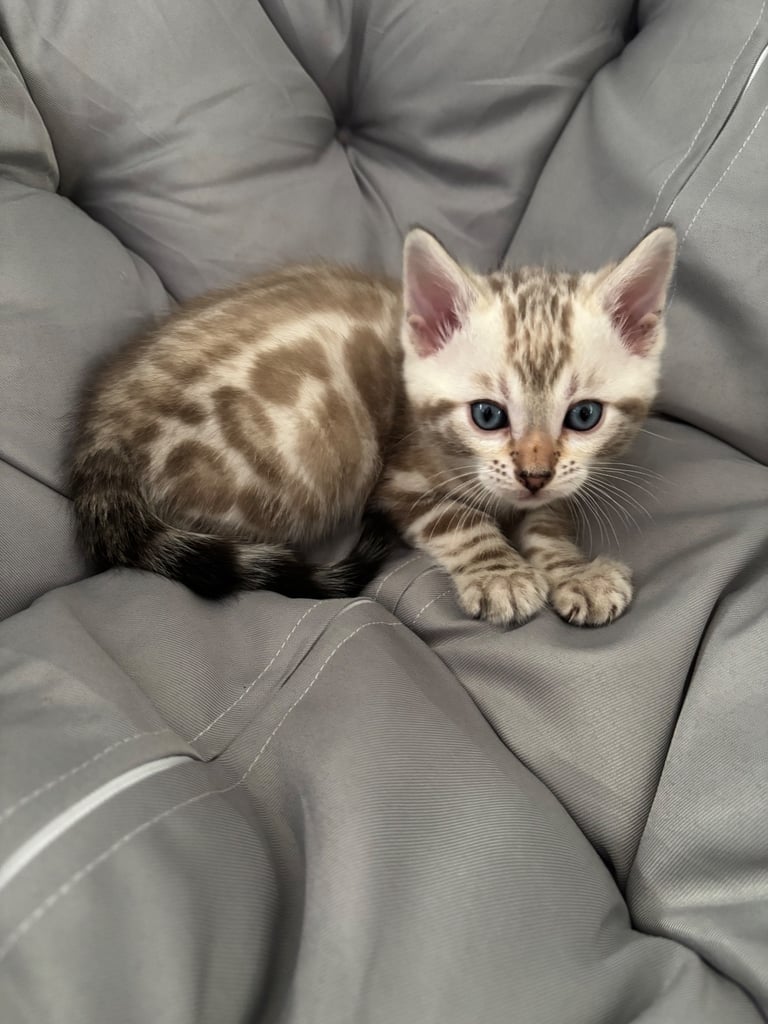 🐾Gorgeous Pure Bengals Ready Now🐾