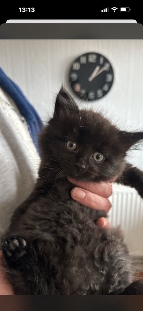 Black Fluffy Kitten