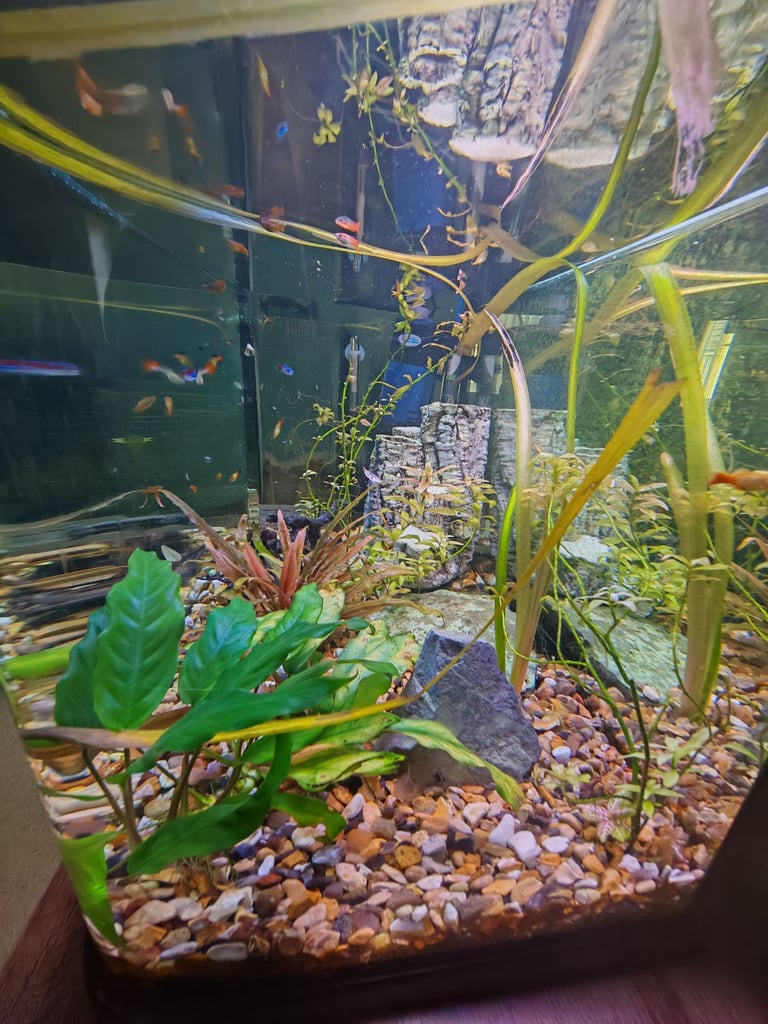 75 L aquarium with fish and accessories