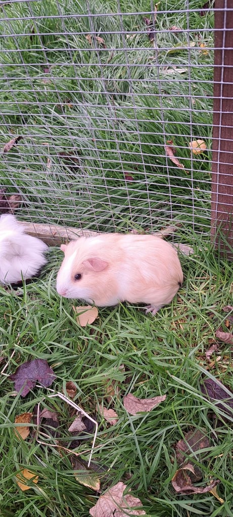 image for Baby boar Guinea pig desperately seeking a friend 