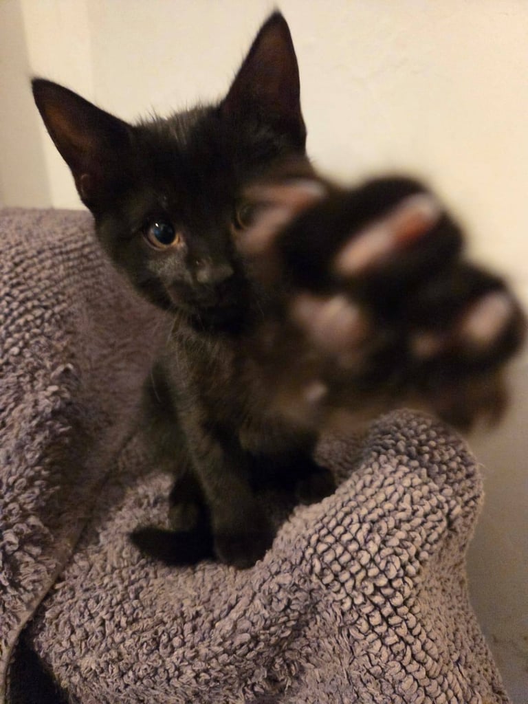 Adorable black Kitten Ready for Their New Homes! 🐾
