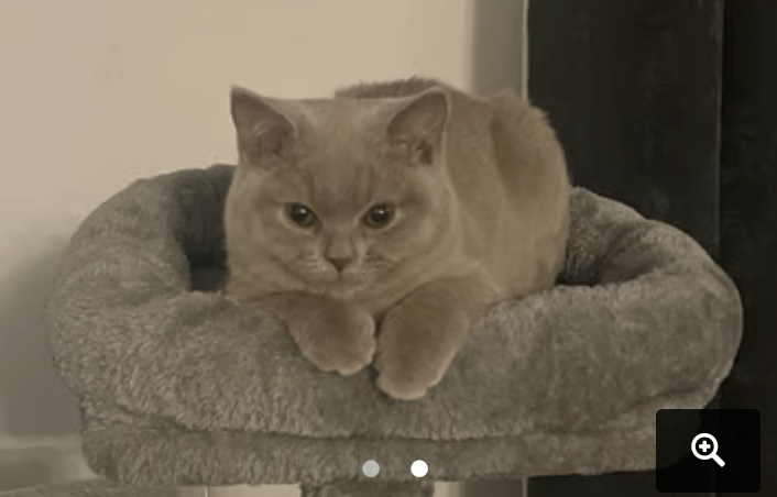 British Shorthair Cat