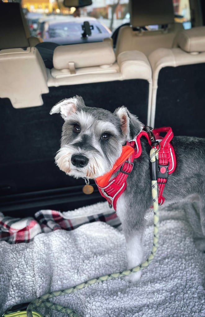 Miniature schnauzer puppies 