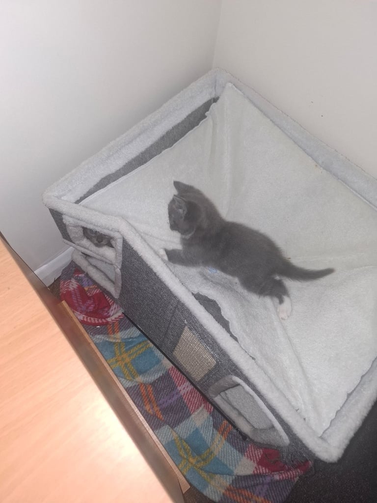 British short hair  x Russian blue 