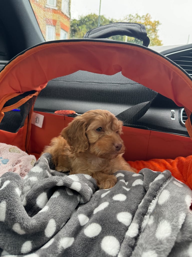 BOY COCKAPOO PUPPY 🩵