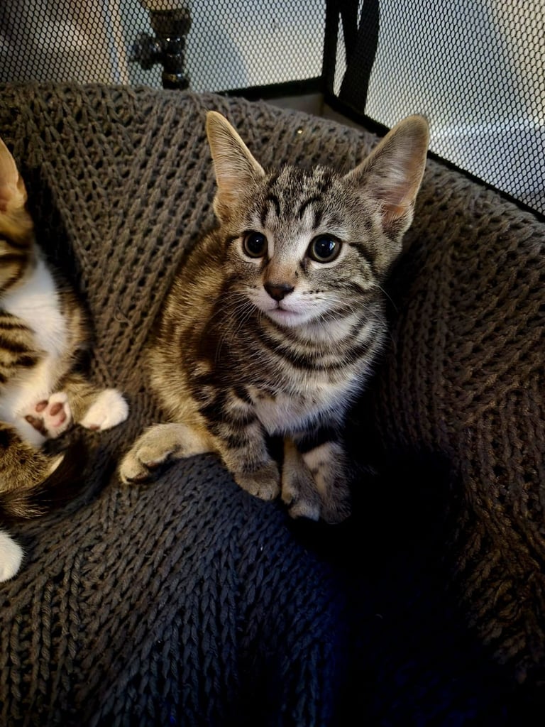 Long Haired Cat York Chocolate Cat Price MAINE COON KITTENS FOR