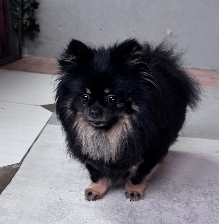 image for Tiny Pomeranian boy extra small ready now