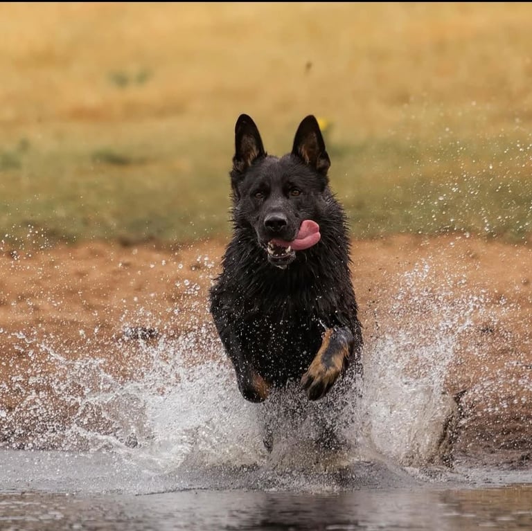 Kc reg Czech working line gsd puppies 