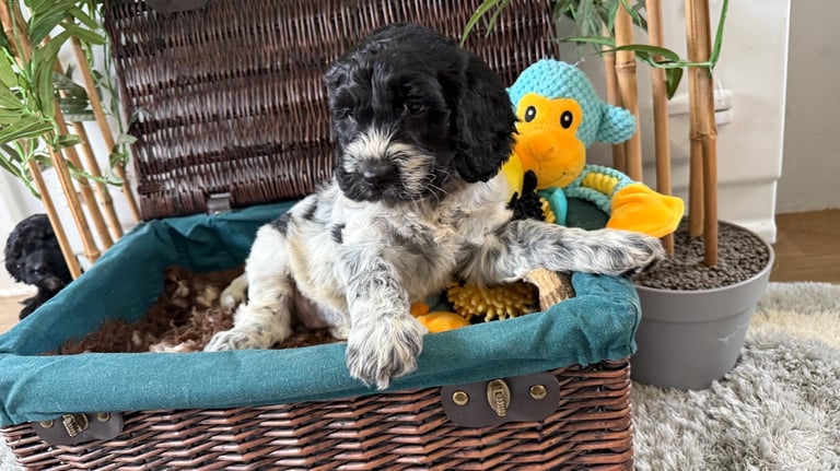 Gorgeous cockapoo puppies 