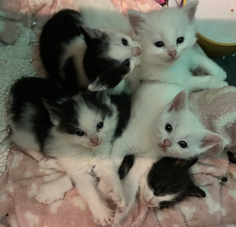 image for Four beautiful kittens 🫶