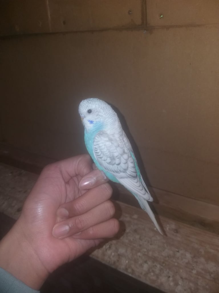 5 semi tame budgies for sale southall