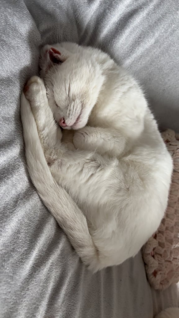 Rescue cat