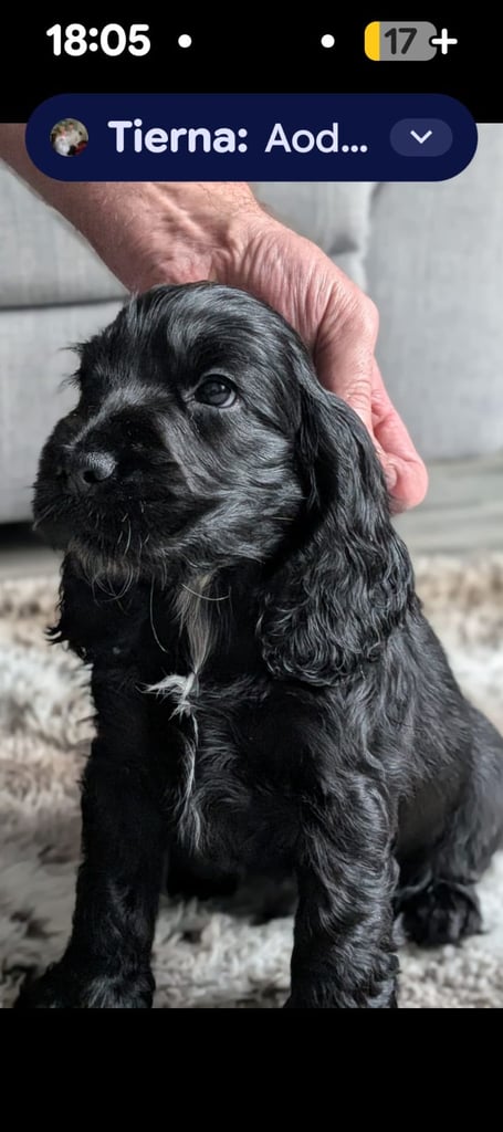 image for 1 KC registered cocker spaniels