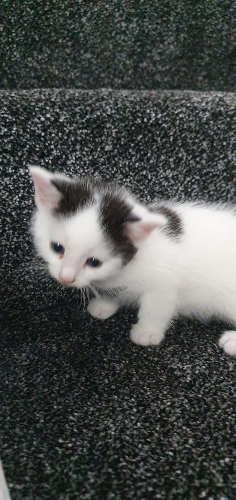 Kittens for Sale £60