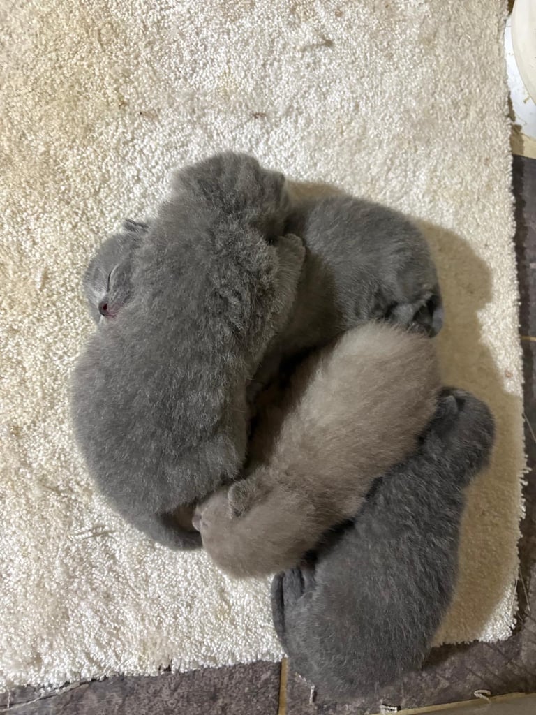 Kitten biritish shorthair 