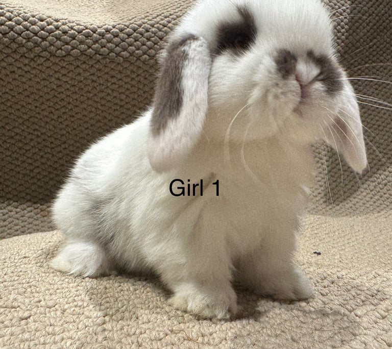 🐰 MINI LOPS  🐰 now  ready to reserve!!
