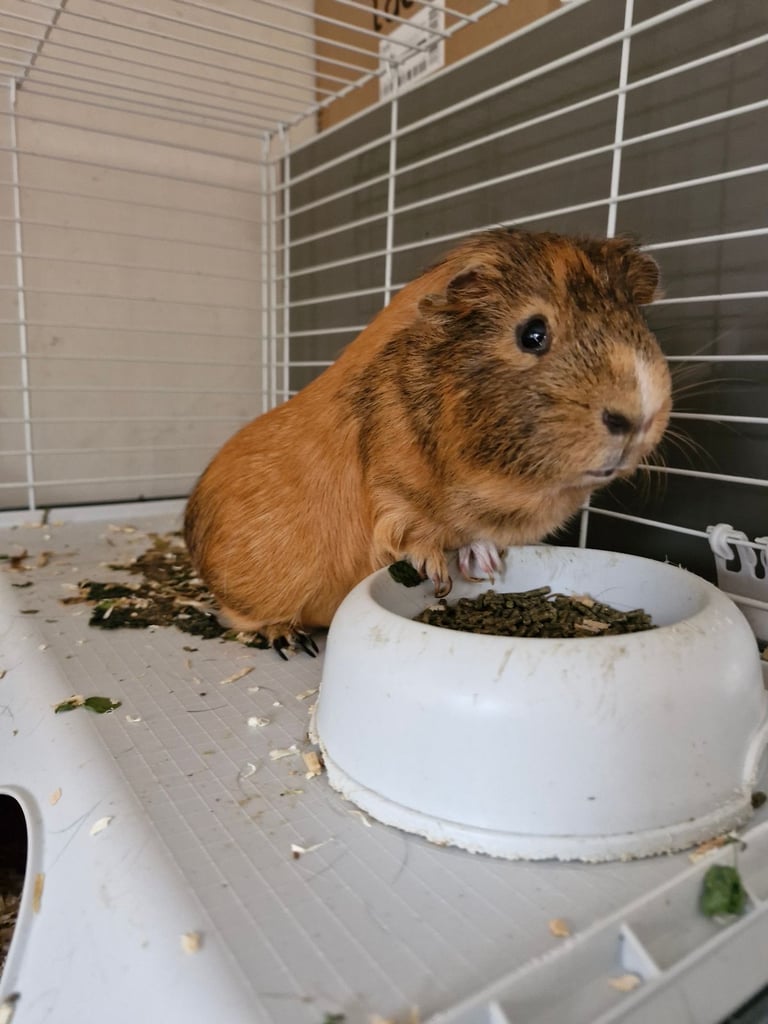 Guinea pig (male)