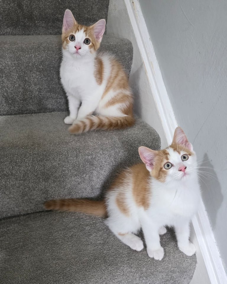 Mainecoon Cross Kittens (READY TO GO)