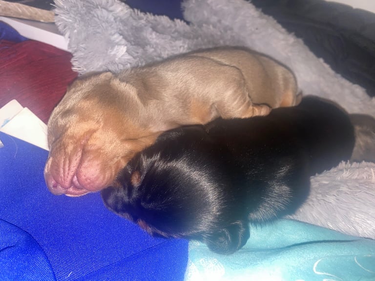 3 male miniature dachshunds