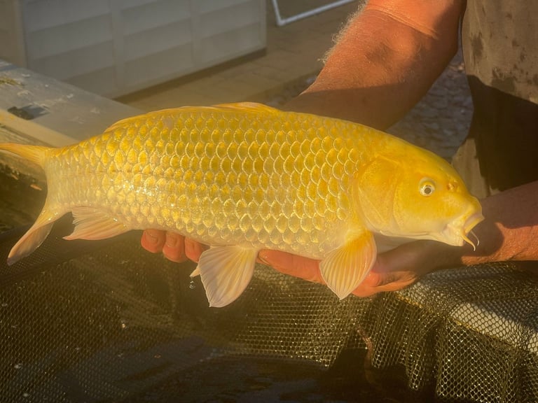 ALLNOW SOLD AND COLLECTED      6 x Large Koi Carp