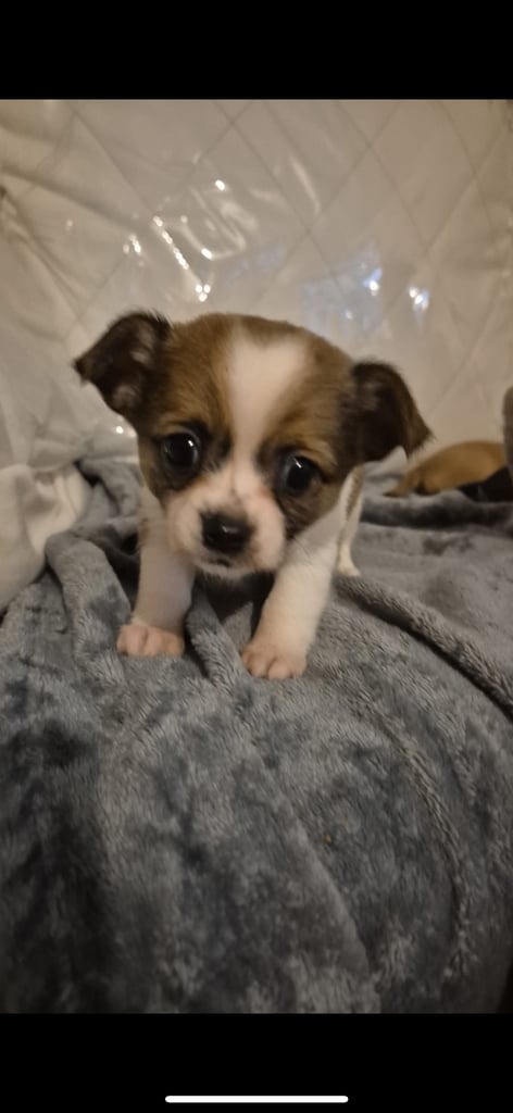 3 beautiful chihuahua puppy’s 