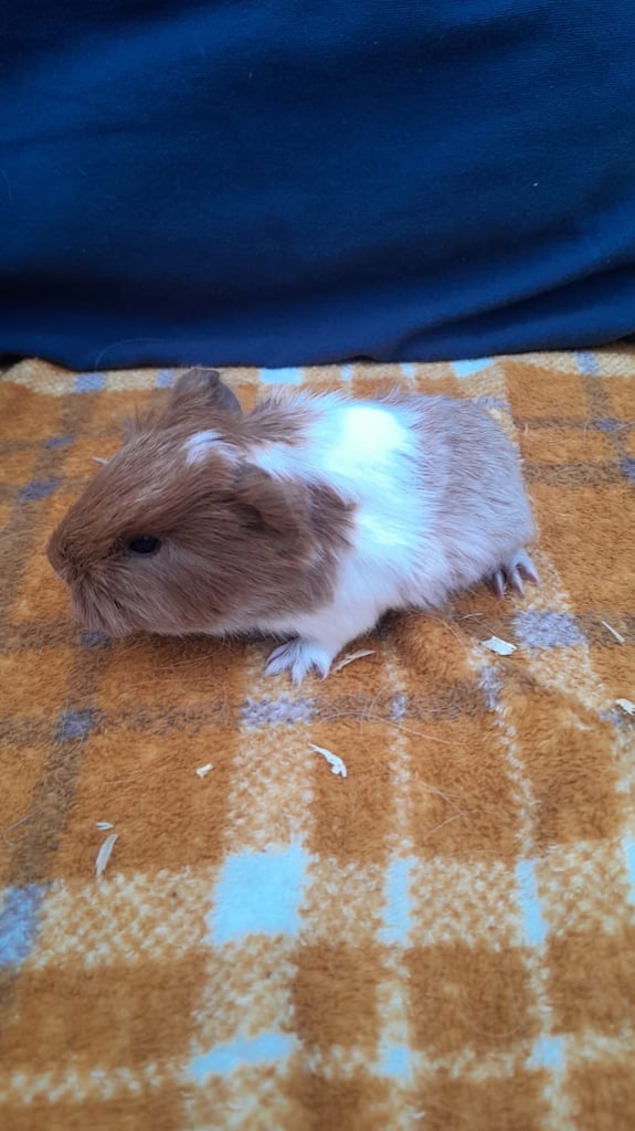 Guinea pigs for sale