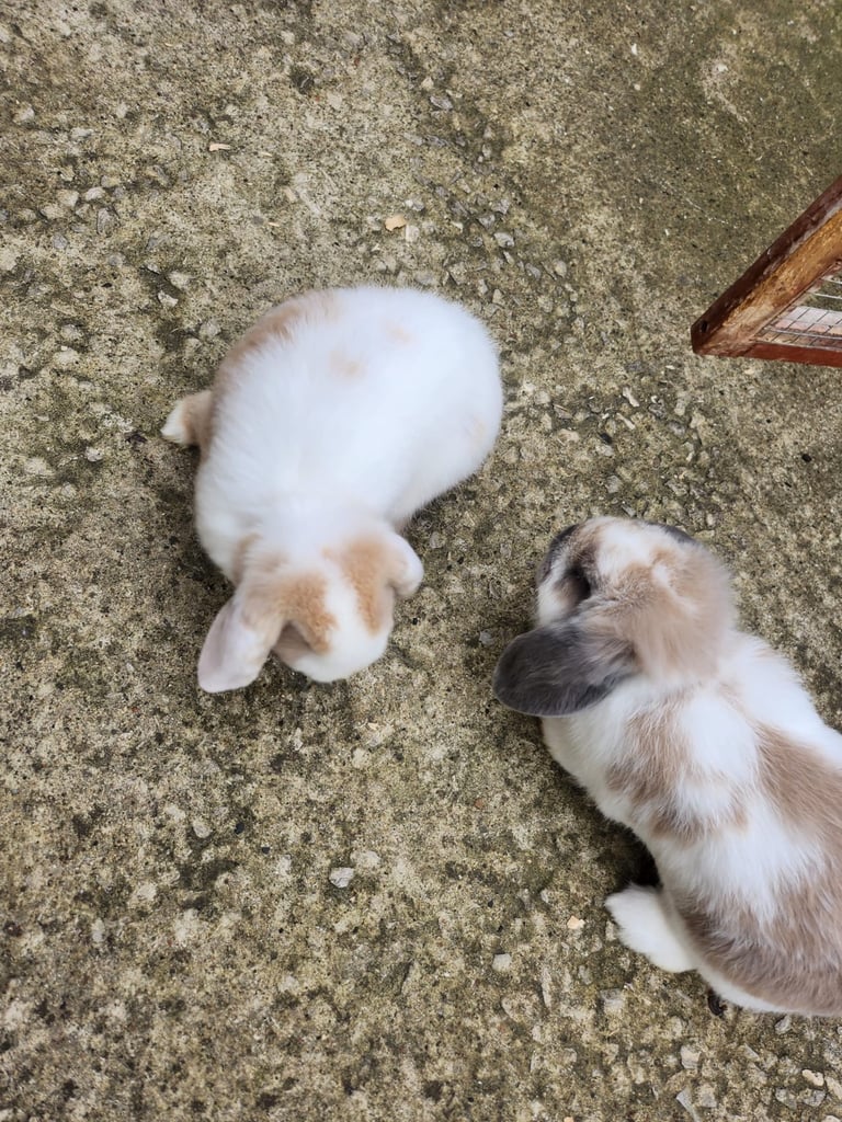 2 baby rabbit and mum and dad for sale