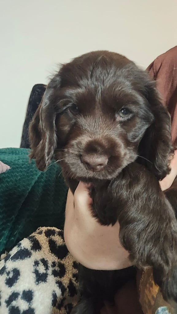 Puppy available now. Chocolate show  type cocker spaniel female. AMAZING PUP