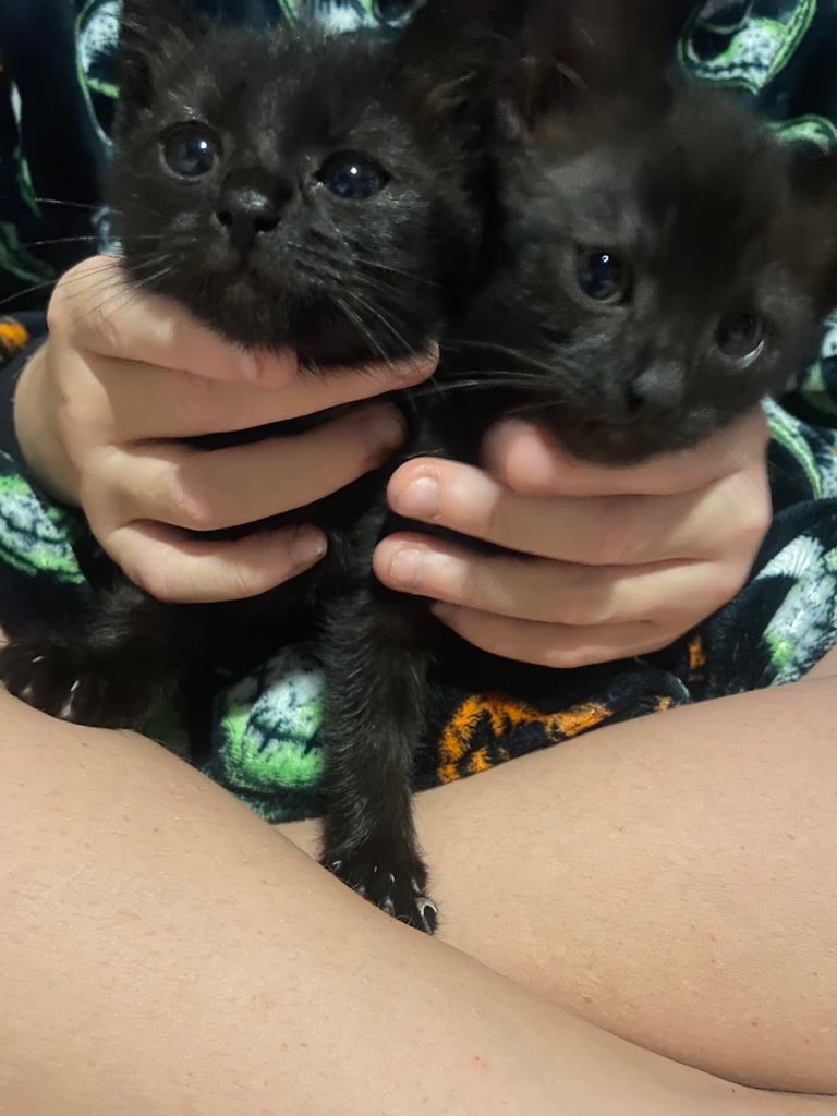 Kittens 