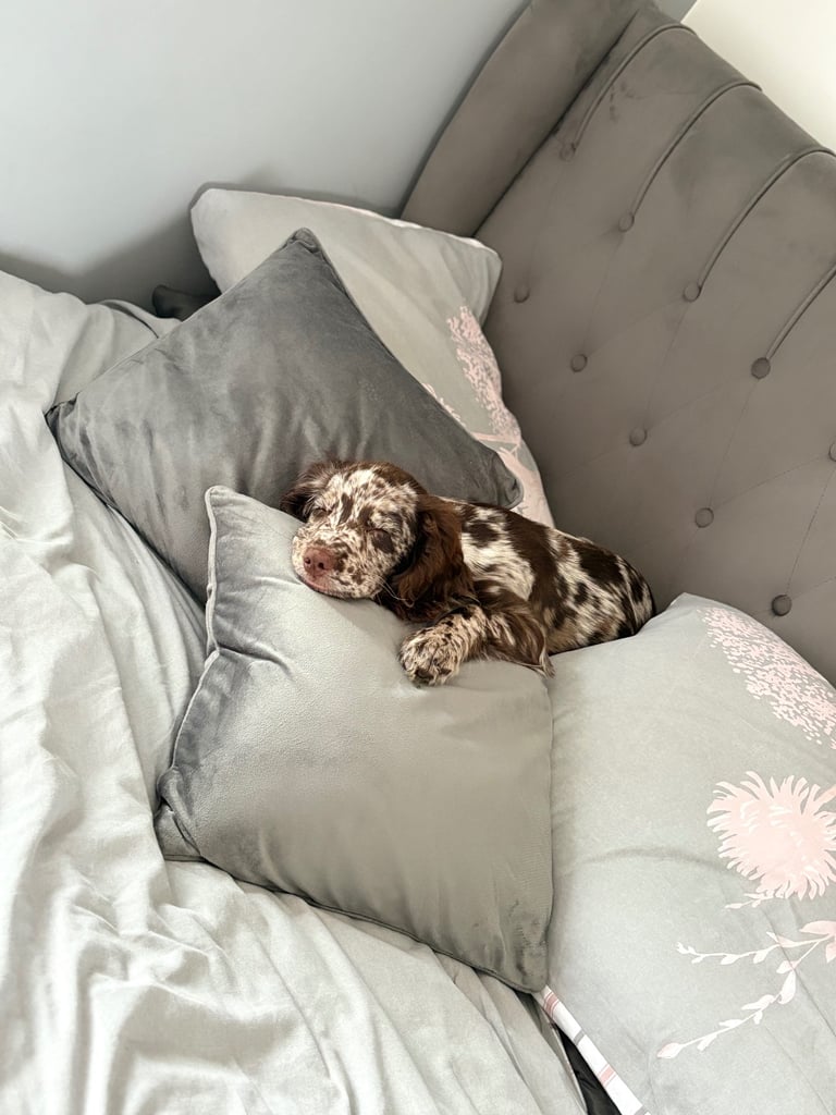 Female cocker spaniel 