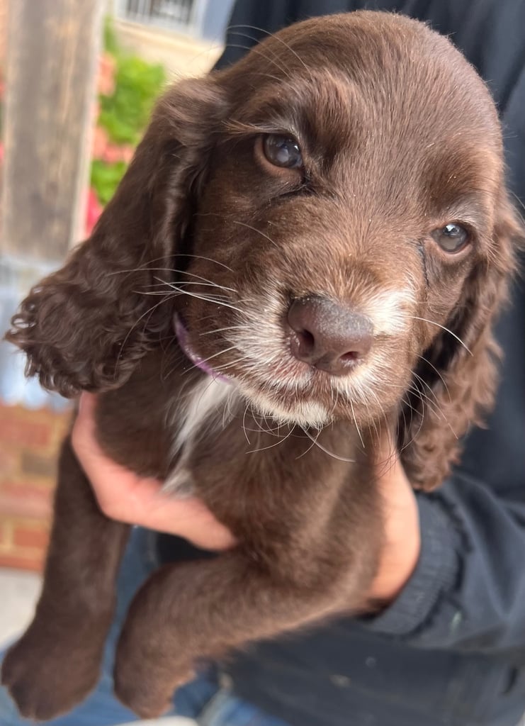 image for 3 Female cocker spaniel pups ready to leave now!!