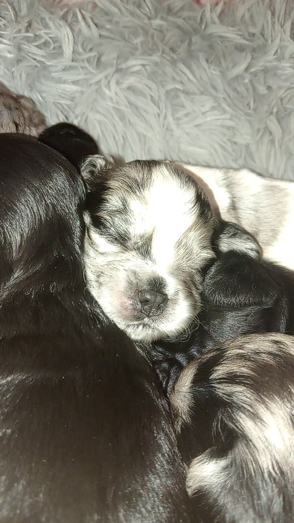American Cocker spaniels (TOY) 