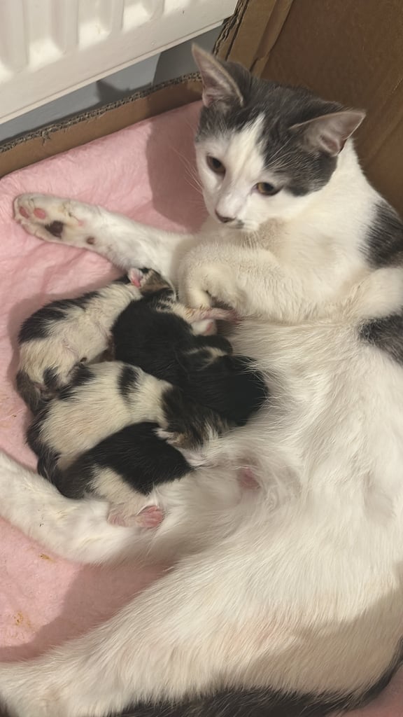 4 kittens available 