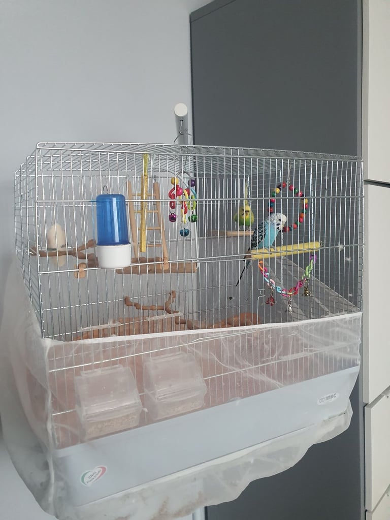 Bird cage / Toys / all what you need 