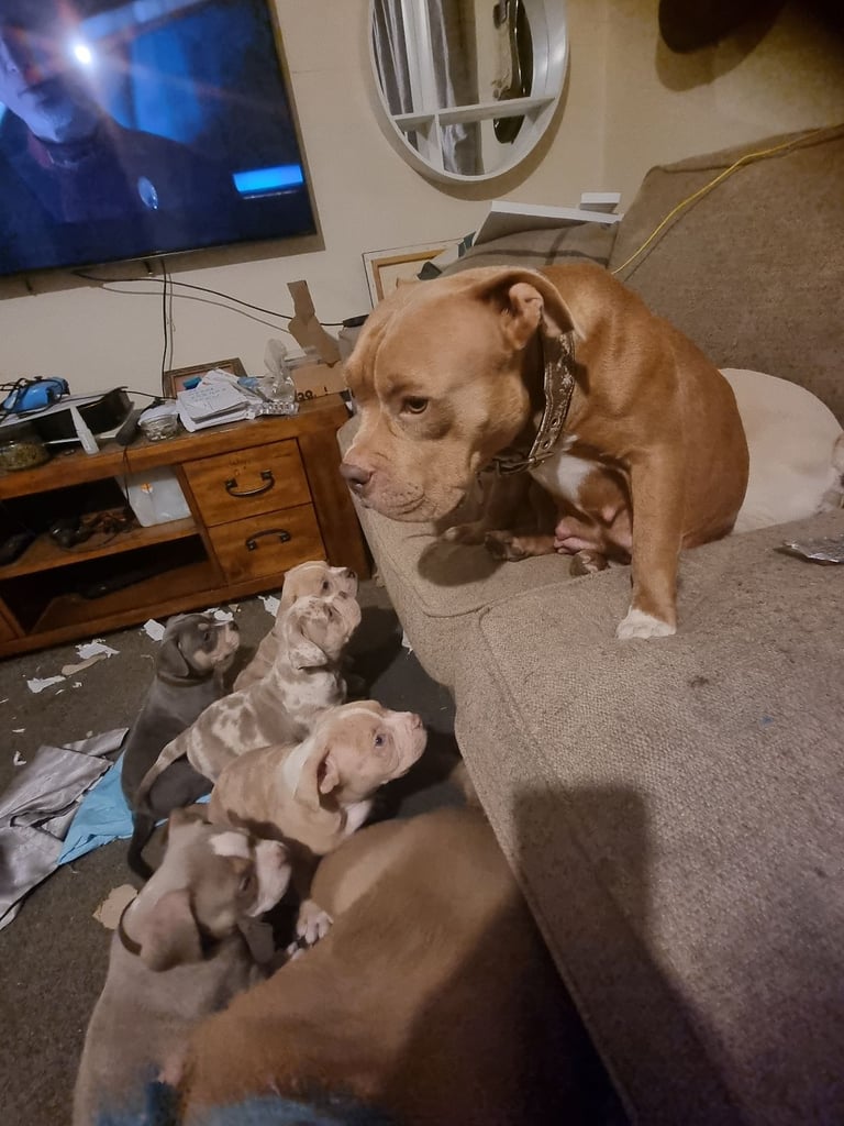 Pocketbully puppies 