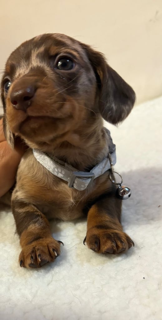 Miniature Dachshund Puppies 