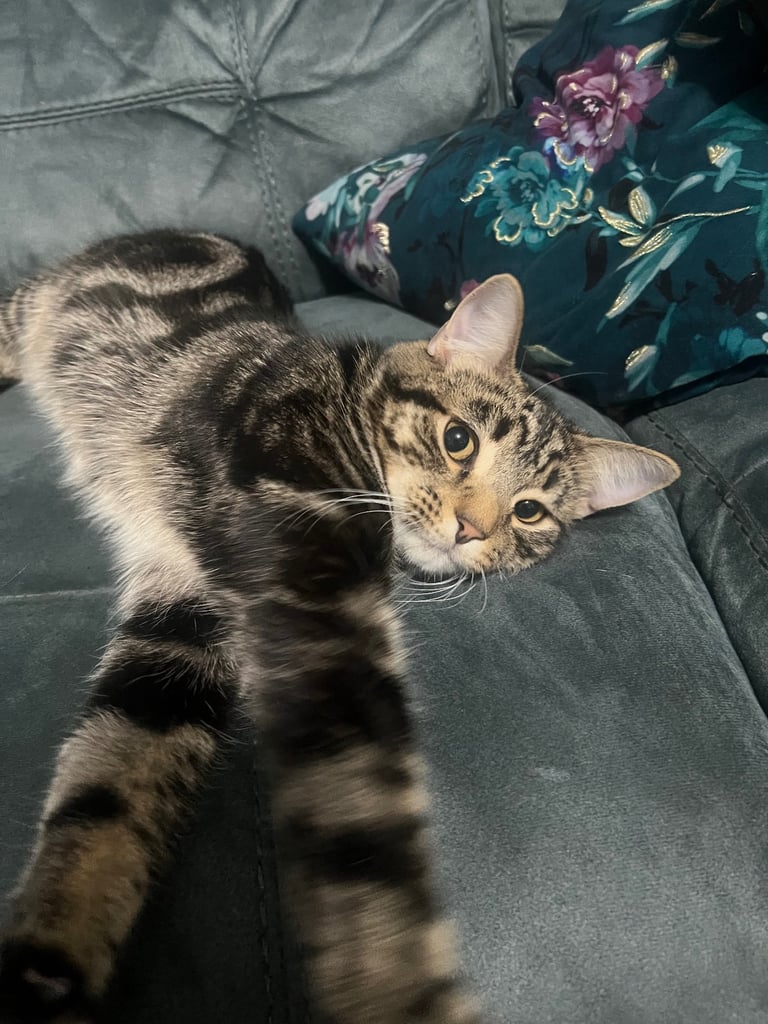 image for 6-month old Male Kitten 