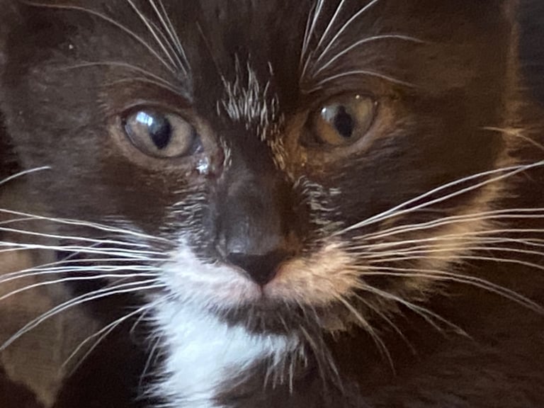 For kittens Ready for rehoming