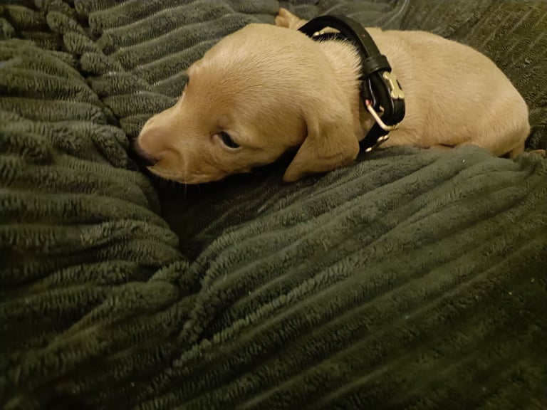 Miniature dachshund puppies 