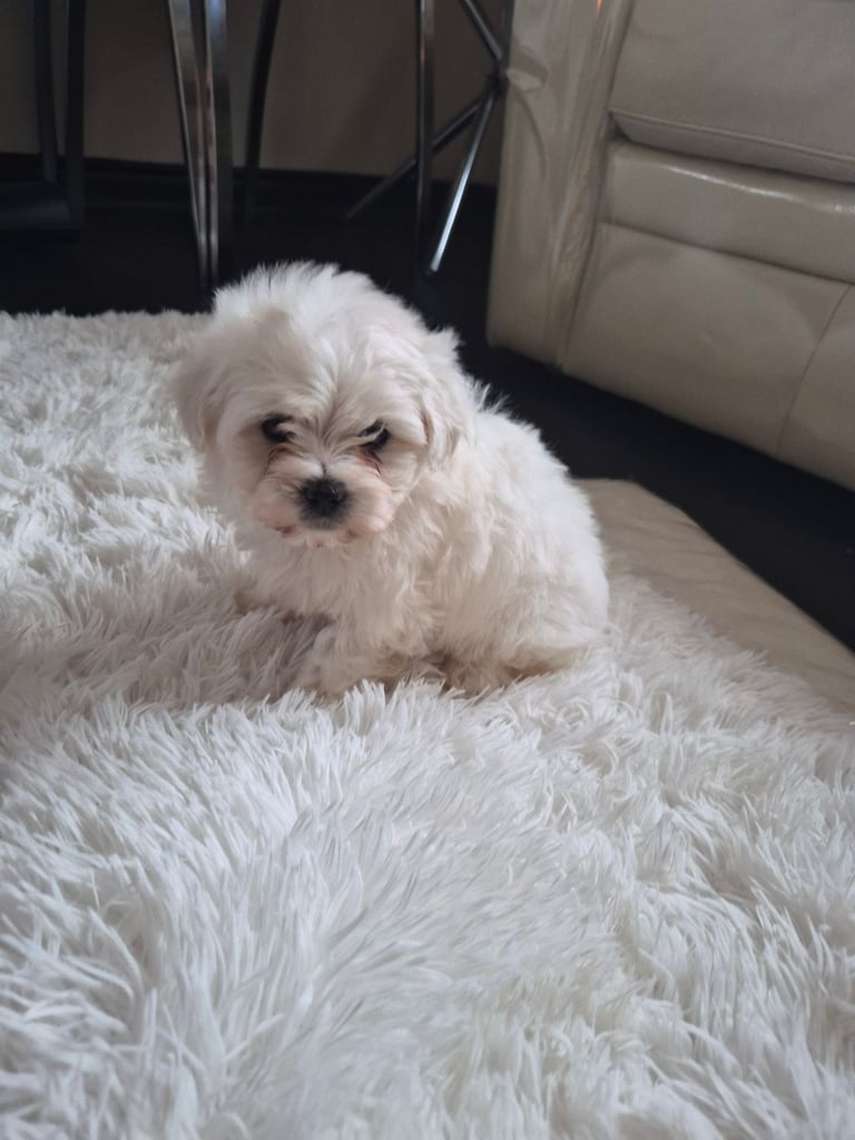  Bichon frise Crossed martens 