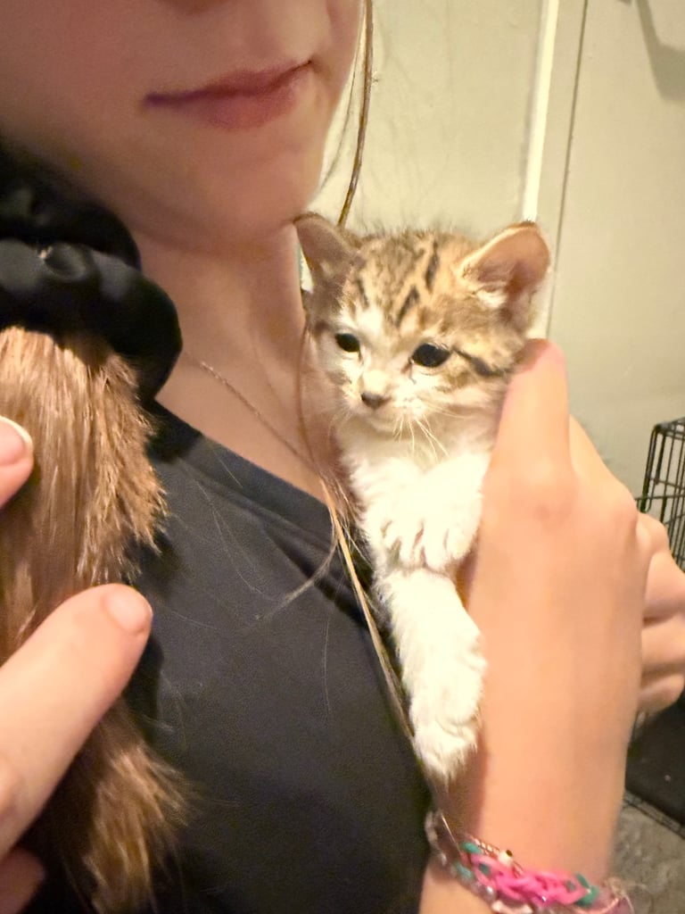 3 male kittens 