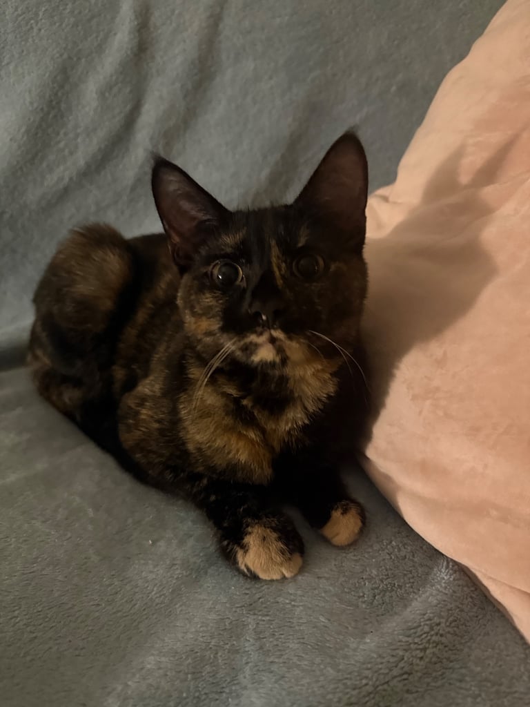 ❤️ Lovely Kitten Looking for a New Home – Maple Cross – £75 (Collection Only) ❤️