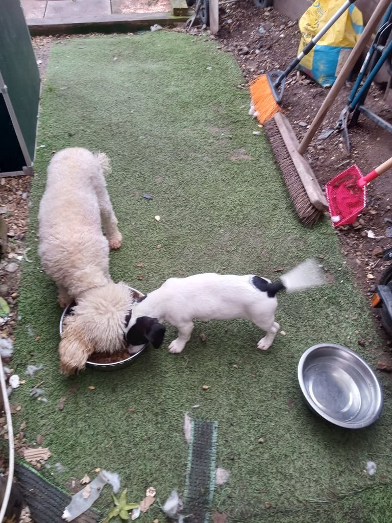 Jackrussel 
