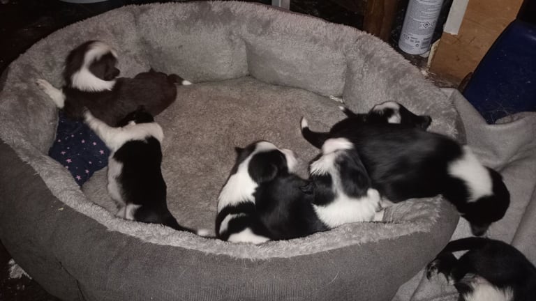 Collie puppies for sale 