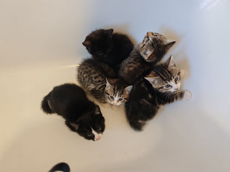 Kittens (1 boy, 4 girls)