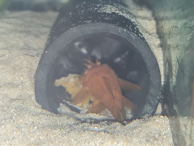Super Red bristlenose plecos