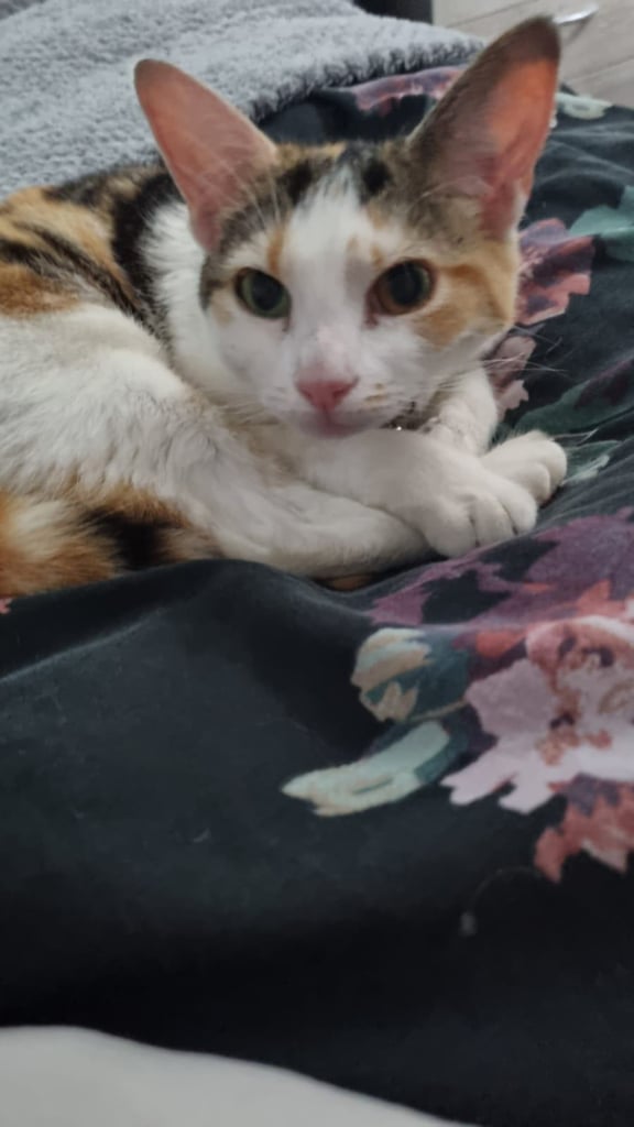 Beautiful Calico 2 year old cat looking for a forever home